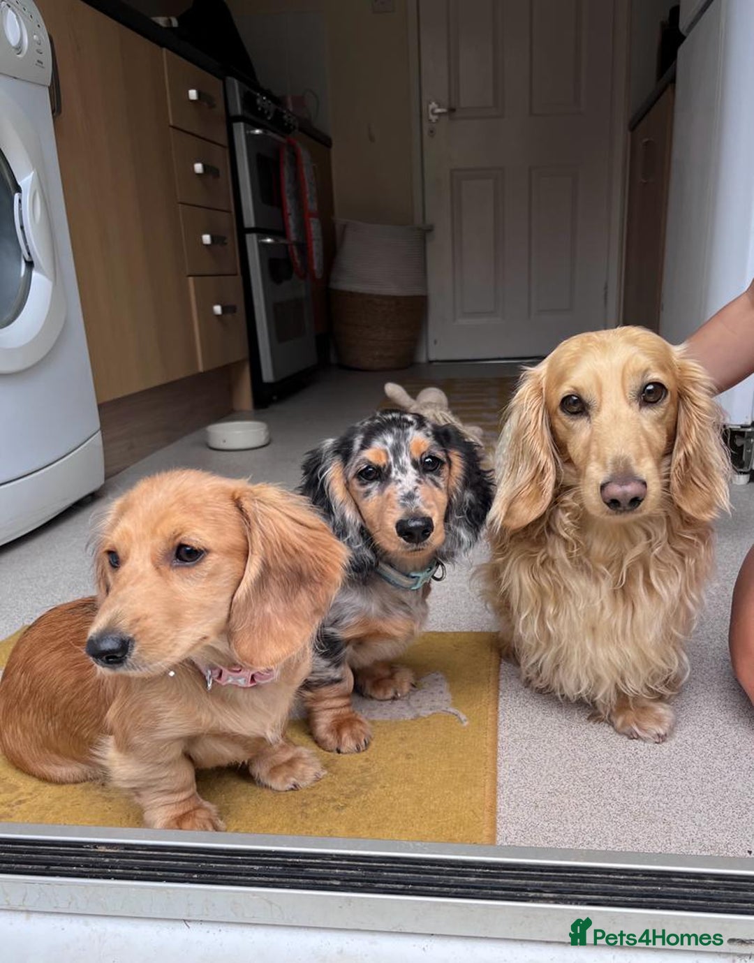 Miniature Dachshund dogs for stud: Cream Miniature long hair dachshund  - Image 4