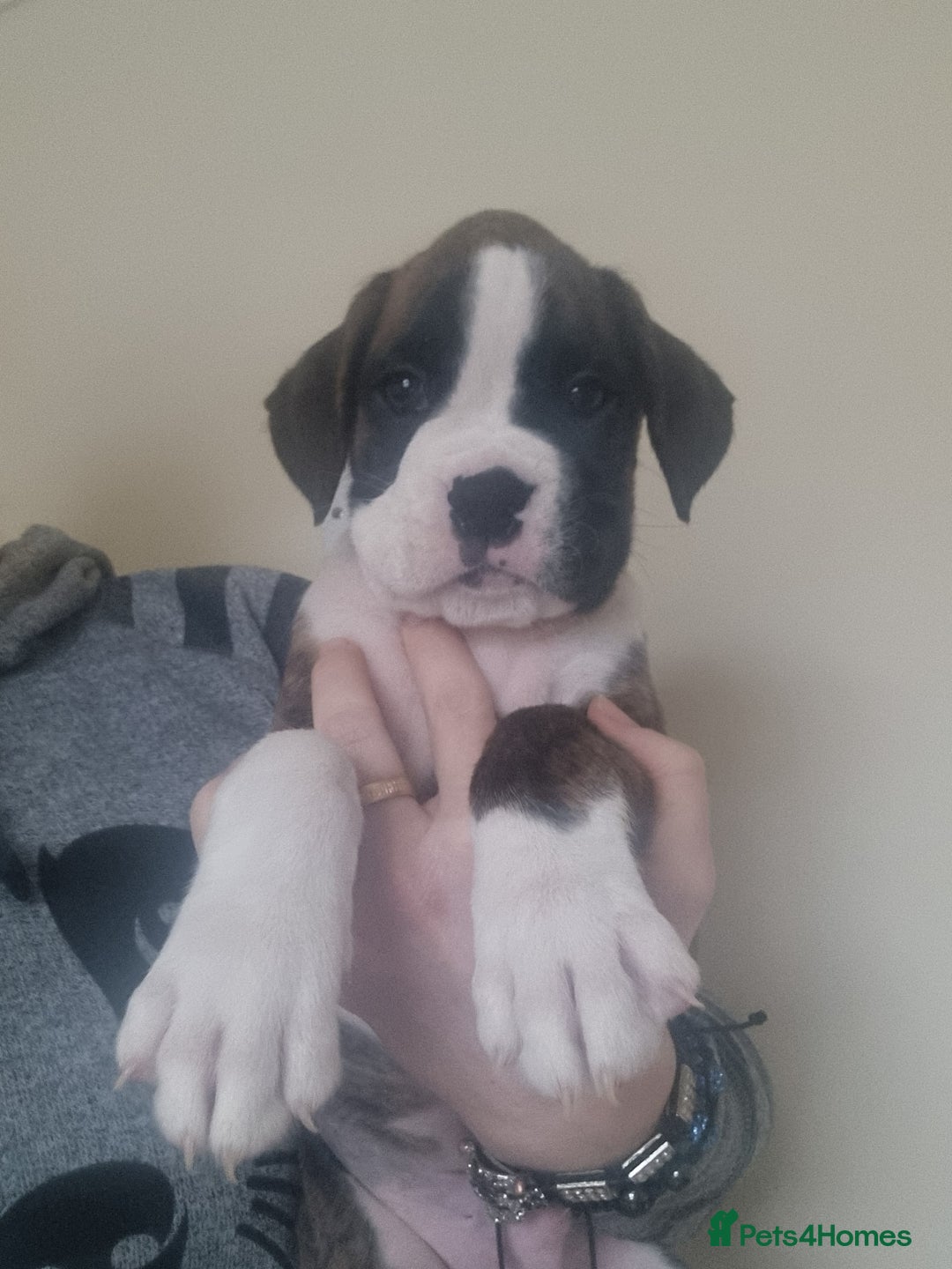 Boxer dogs for sale:   Outstanding  KC Boxer puppies - Advert 19