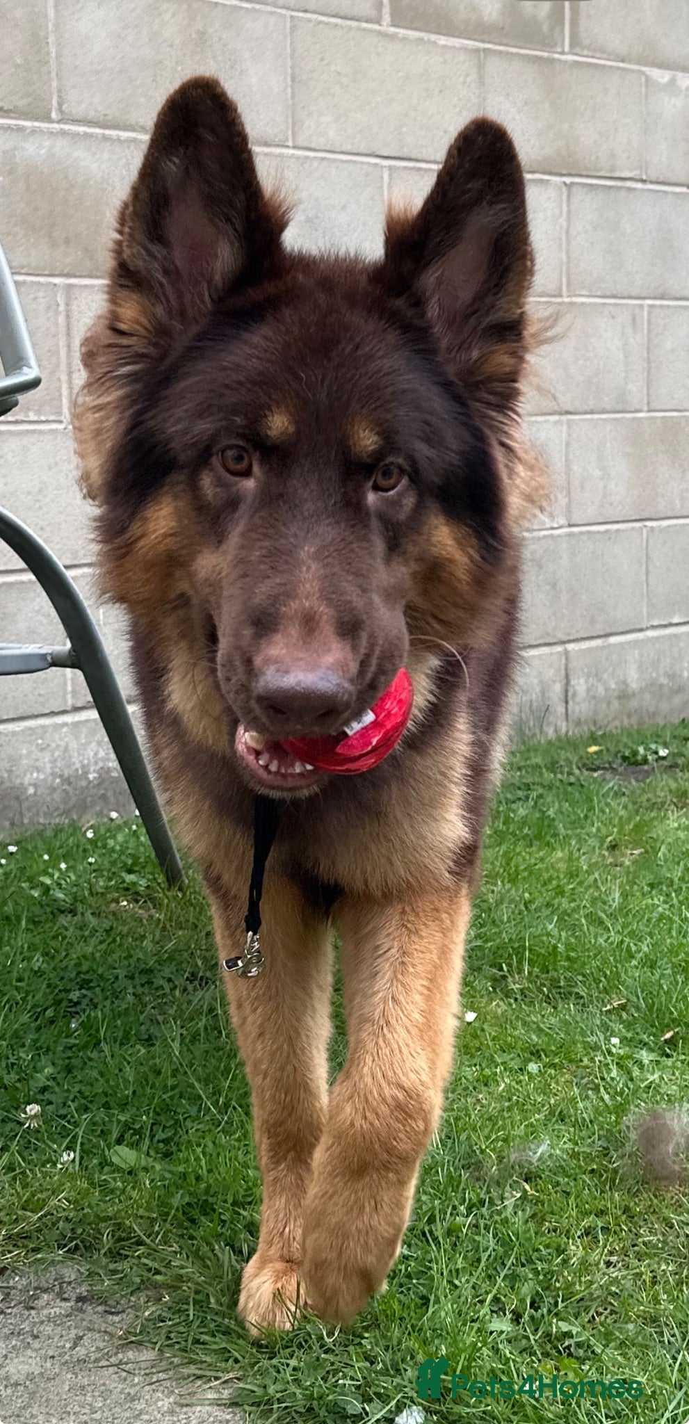 German Shepherd dogs KC registered Liver & tan stud - Advert 1