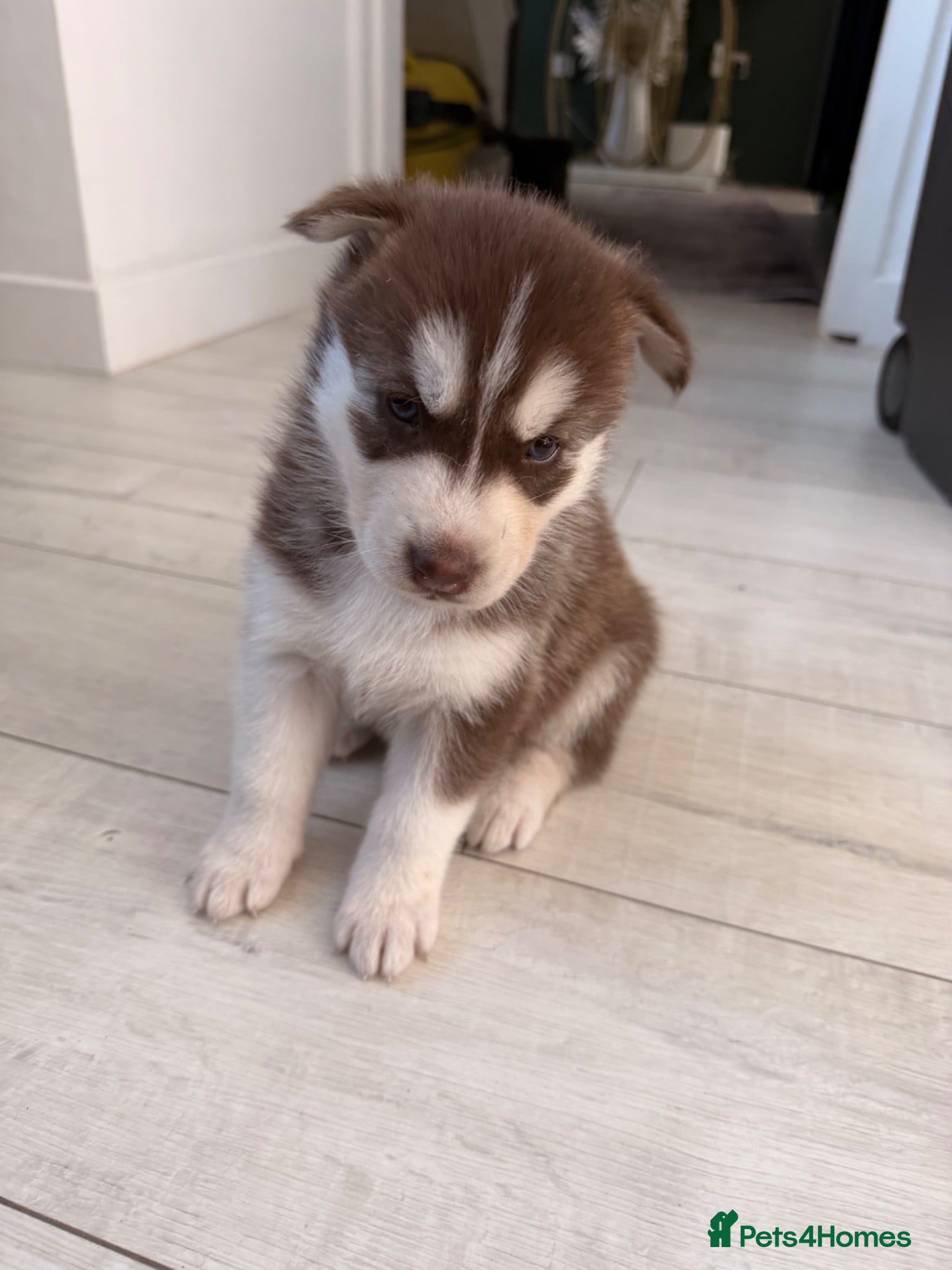 Siberian Husky dogs Husky puppies  - Advert 1