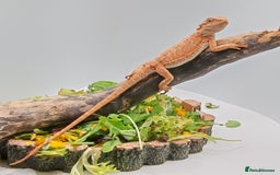Bearded Dragon reptiles for sale: Bearded dragons hypo blue bar het trans  - Image 5