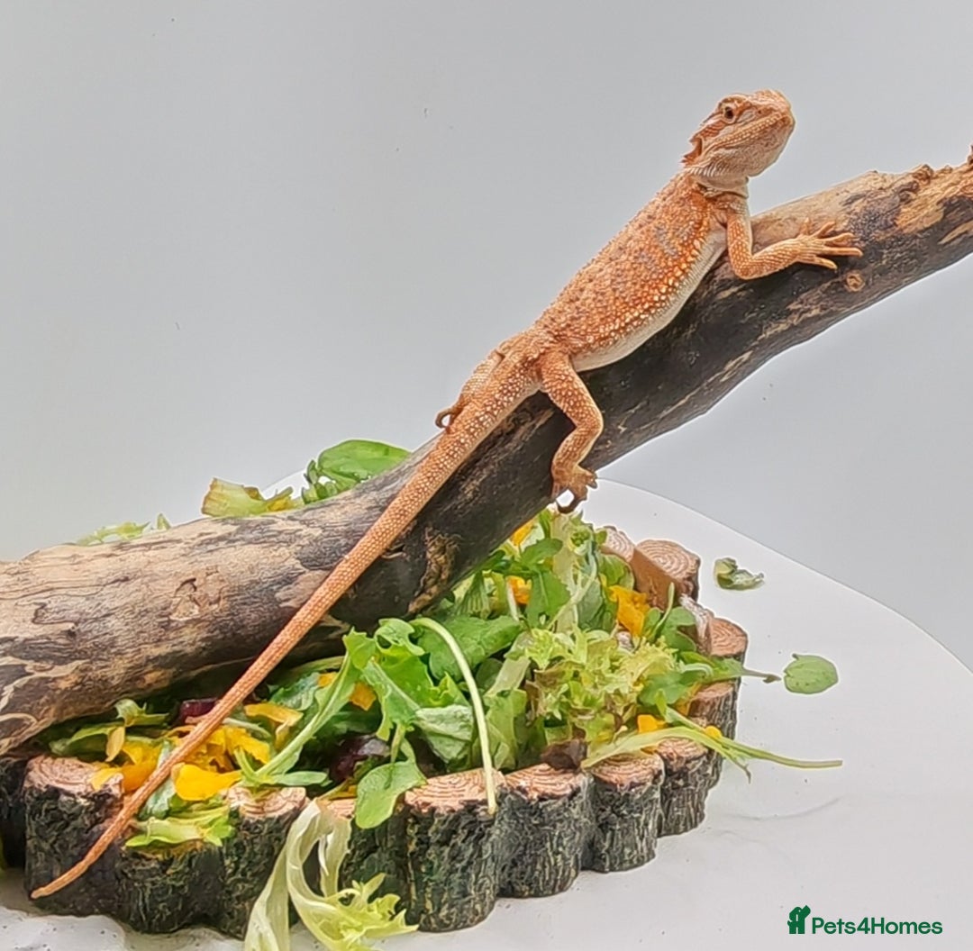 Bearded Dragon reptiles for sale: Bearded dragons hypo blue bar het trans  - Image 5