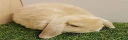 Mini Lop rabbits for sale: Vaccinated RHVD2 with Yuravac.  Baby Mini Lops - Advert 6