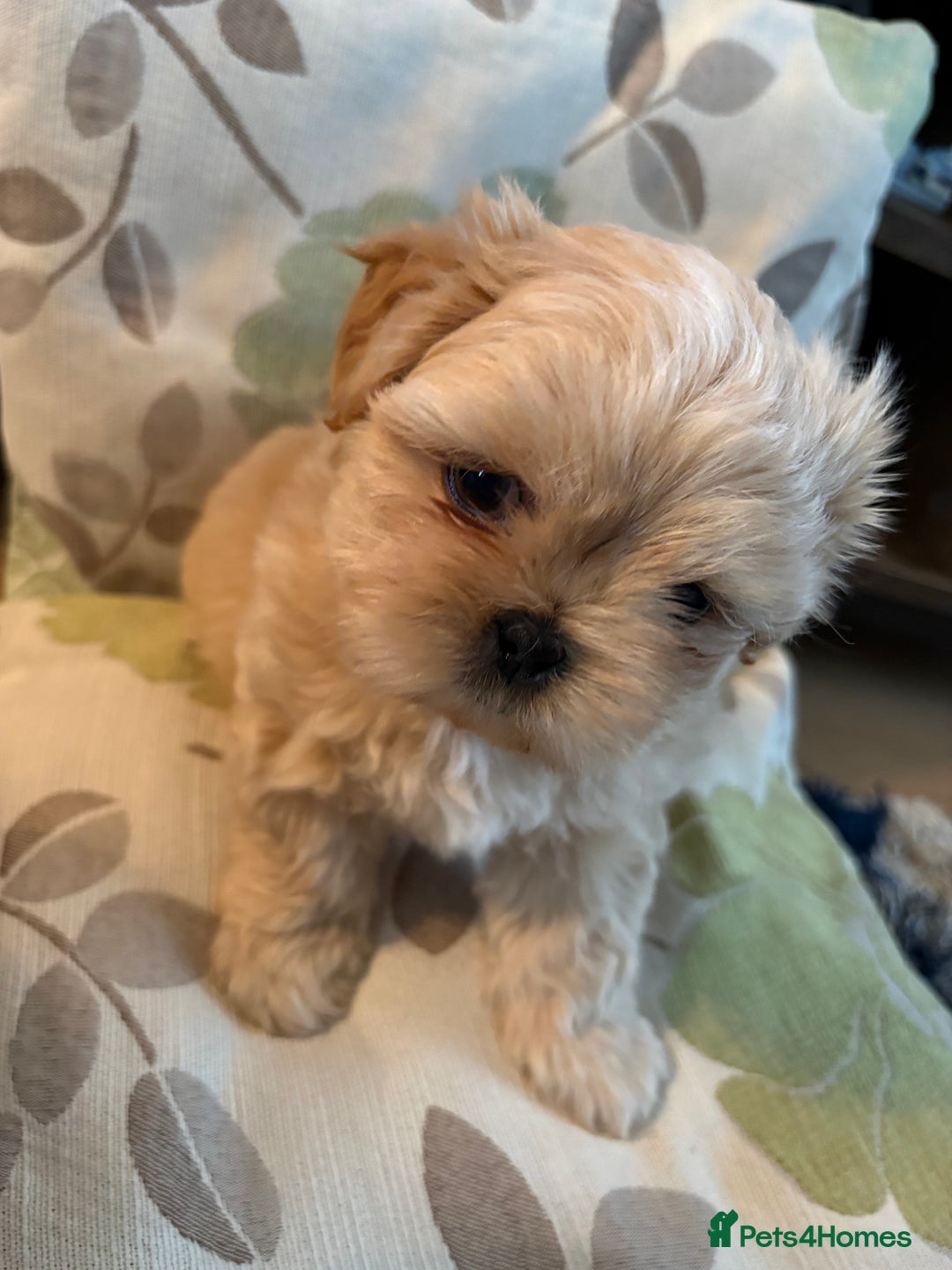Mixed Breed dogs for sale: Shih Tzu cross - teddy bear puppies - Advert 21