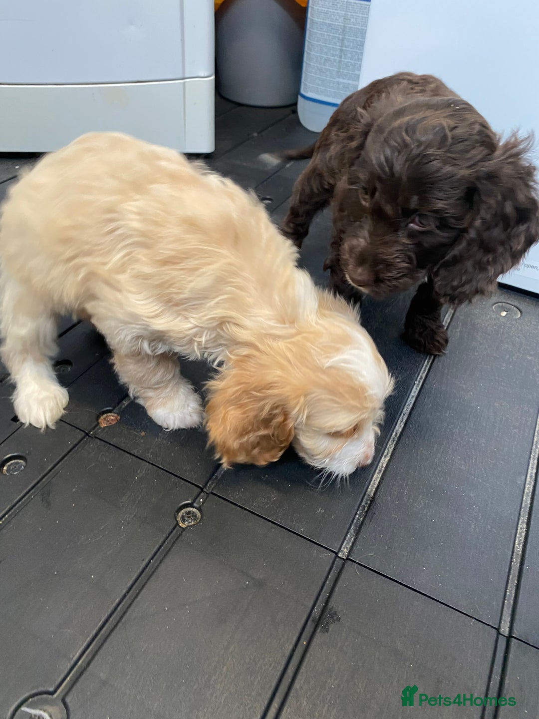 Cockapoo dogs for sale: AMAZING STUNNING F1 SHOW TYPE COCKAPOO  - Image 12
