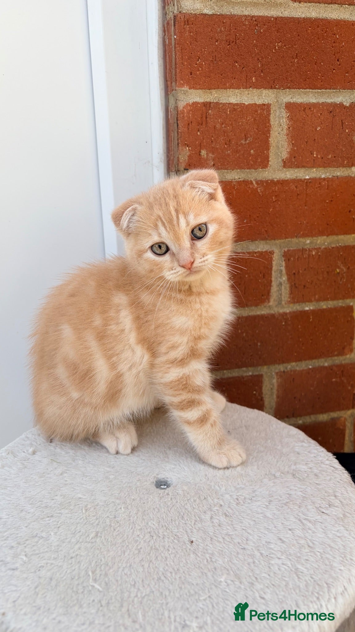Scottish Fold cats Scottish fold ragdoll  - Advert 1