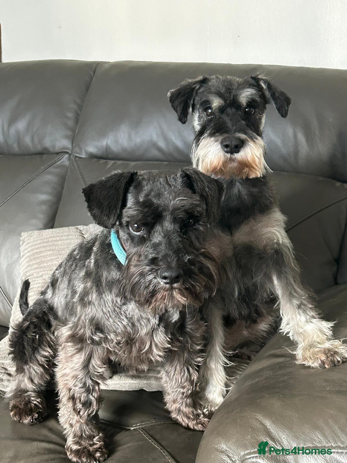 Miniature Schnauzer dogs Miniture schnauzer pups 2 boys left ready to  - Advert 3
