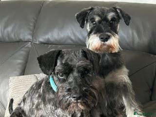 Miniature Schnauzer dogs Miniture schnauzer pups 2 boys left ready to - Advert 8