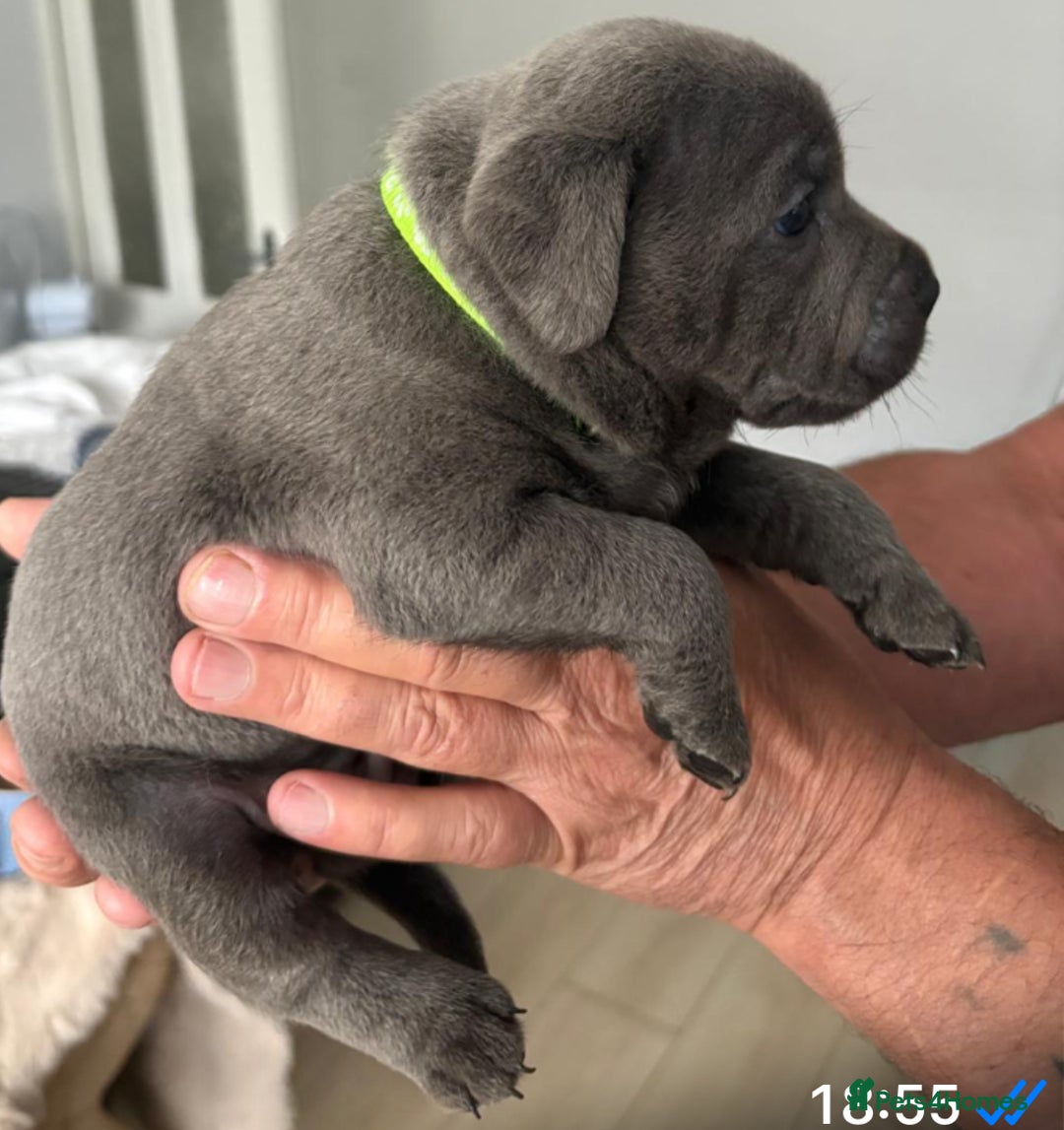 Staffordshire Bull Terrier dogs for sale: Staffordshire bull terrior - Image 7