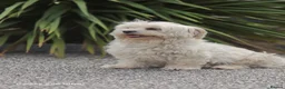 Maltese dogs for sale: Maltese  - Advert 1