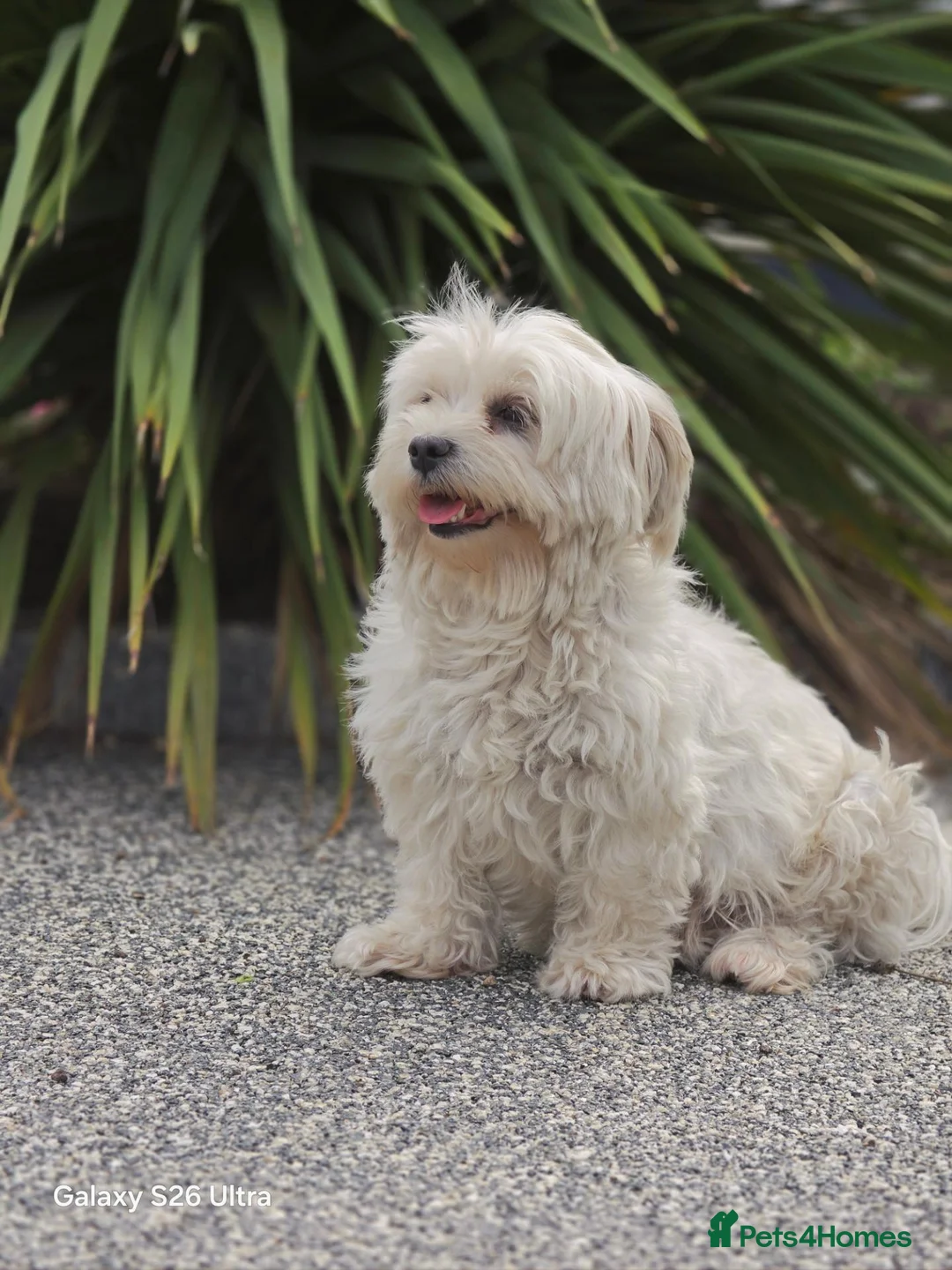 Maltese dogs for sale: Maltese  - Advert 1
