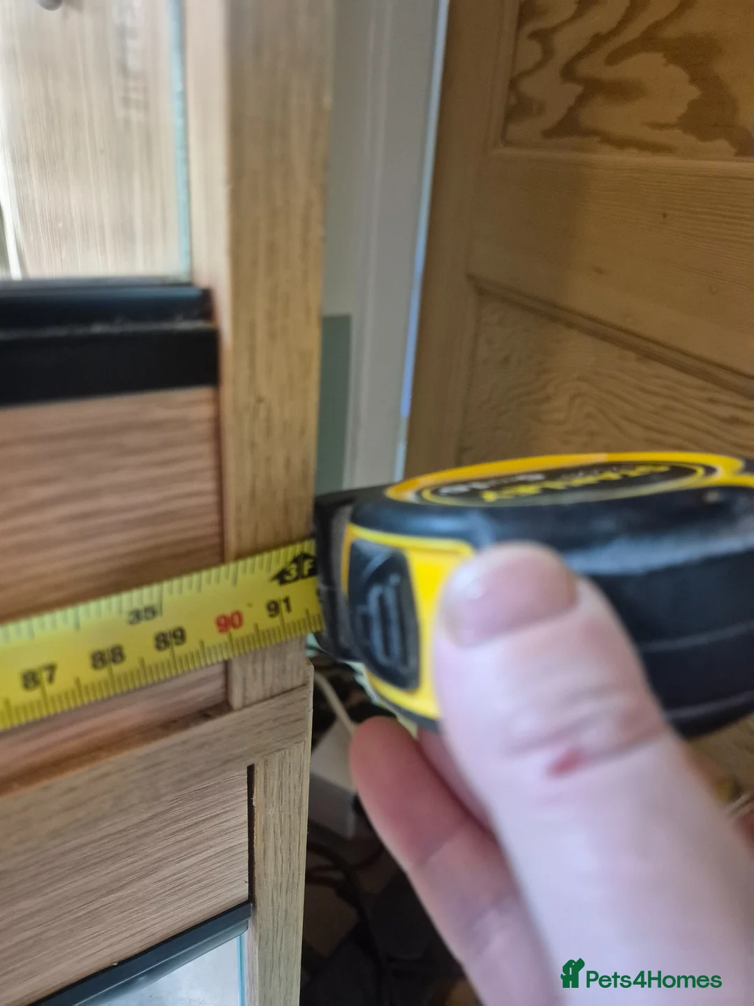 Leopard Gecko reptiles for sale: Male leopard gecko - Advert 2