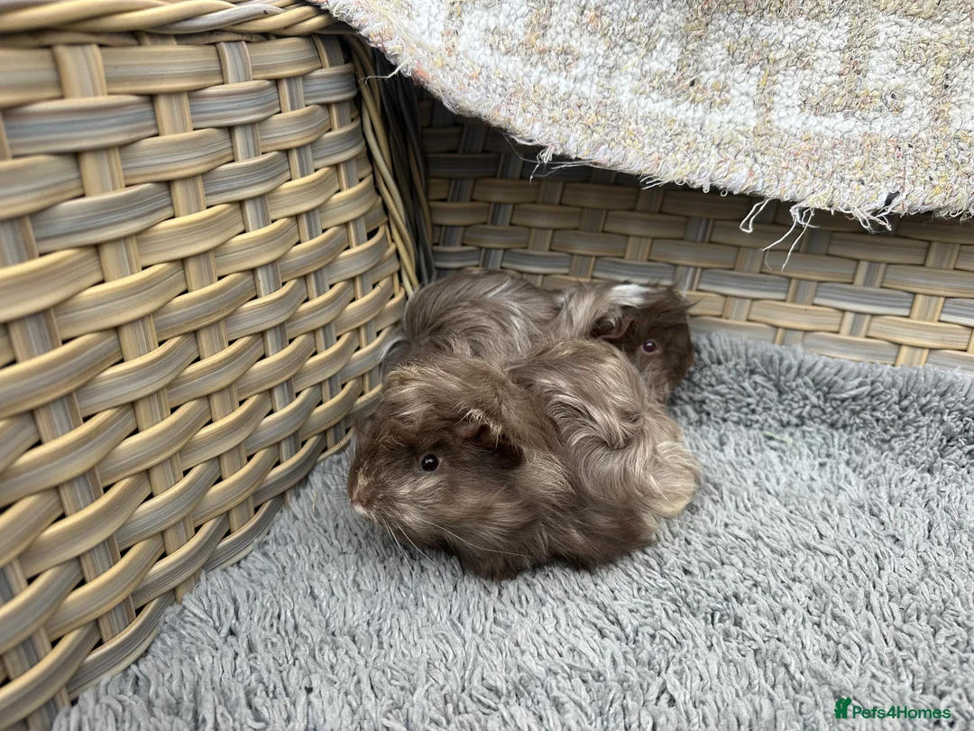 Guinea Pig rodents for sale: 2 long haired baby Peruvian boy guinea pigs. - Advert 11