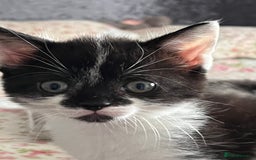 Mixed Breed cats for sale: Two orphaned kittens  - Image 9