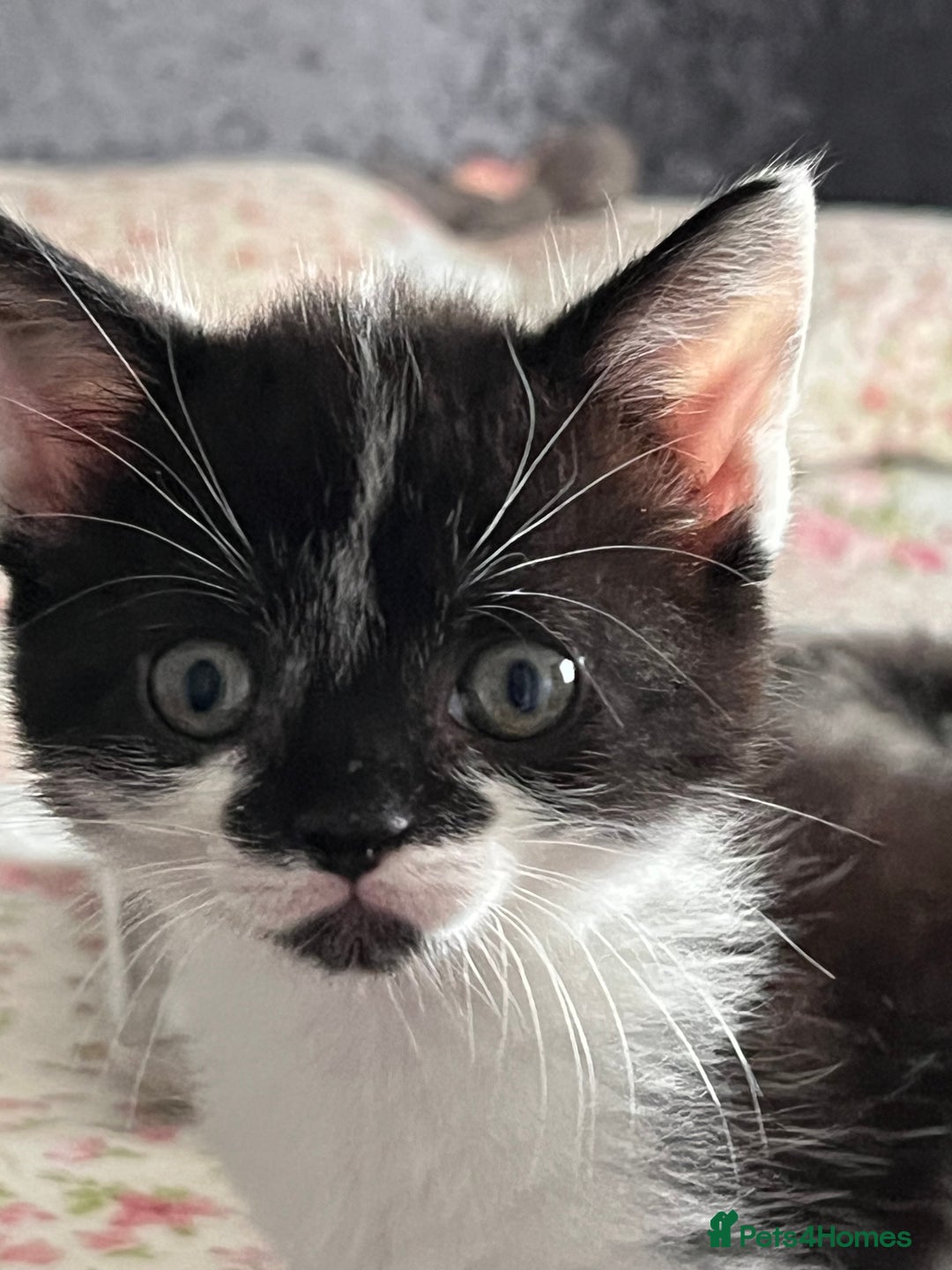 Mixed Breed cats for sale: Two orphaned kittens  - Image 9