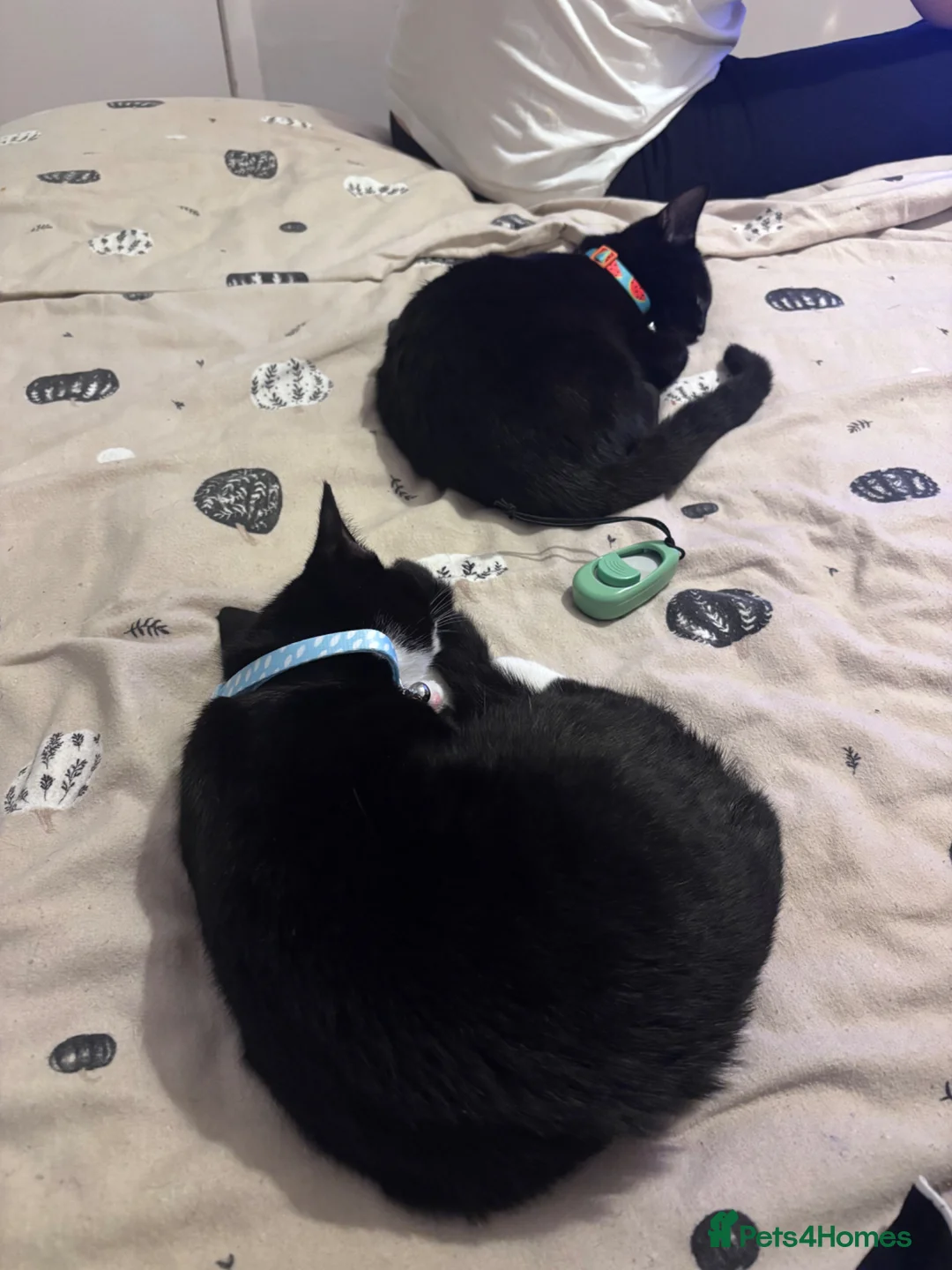 Mixed Breed cats for sale: 3 cats, tortie, tuxedo and black  - Advert 4
