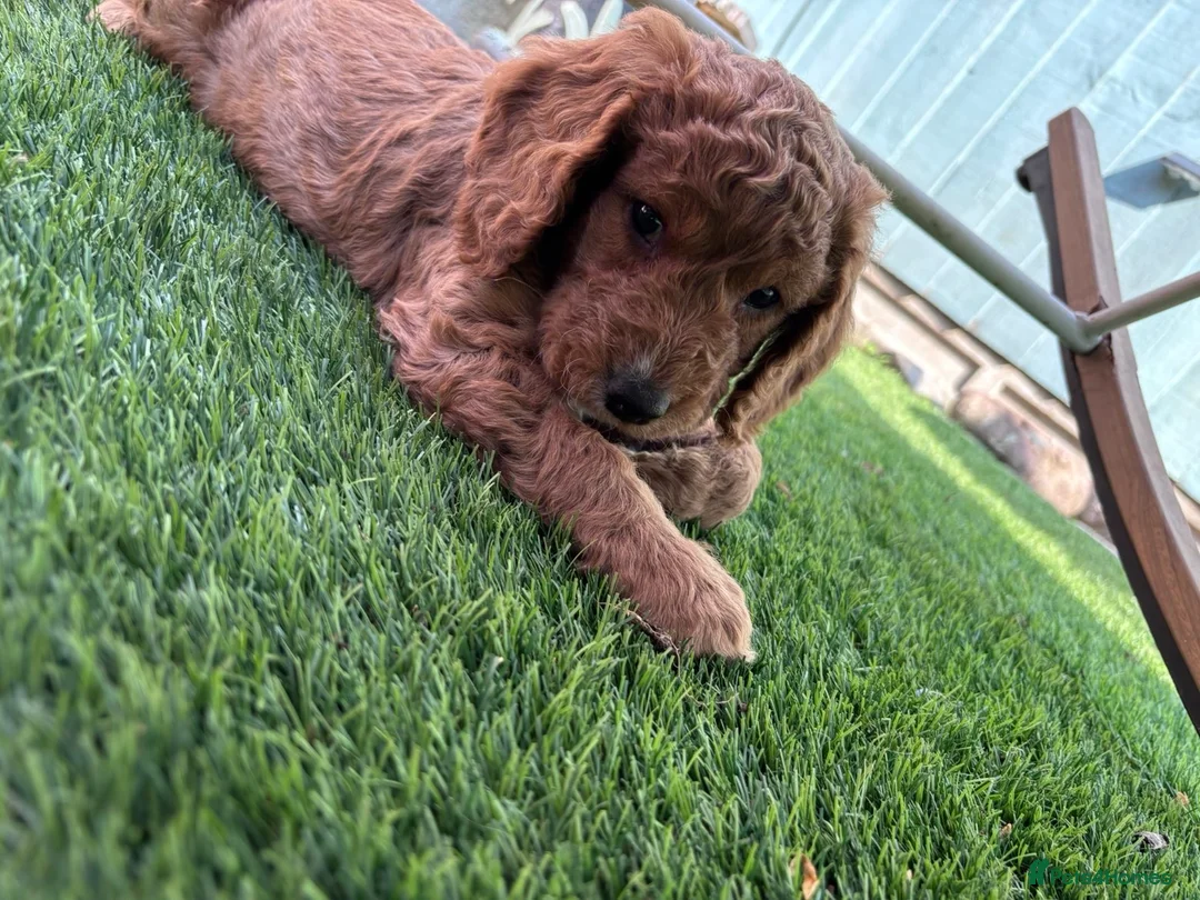 Cockapoo dogs for sale: Beautiful boy cockapoo - Advert 8