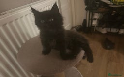 Maine Coon cats for sale: 5 beautiful maine coones  - Image 19