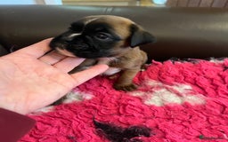 Boxer dogs for sale: Boxer puppies from Health Tested Parents  - Image 8