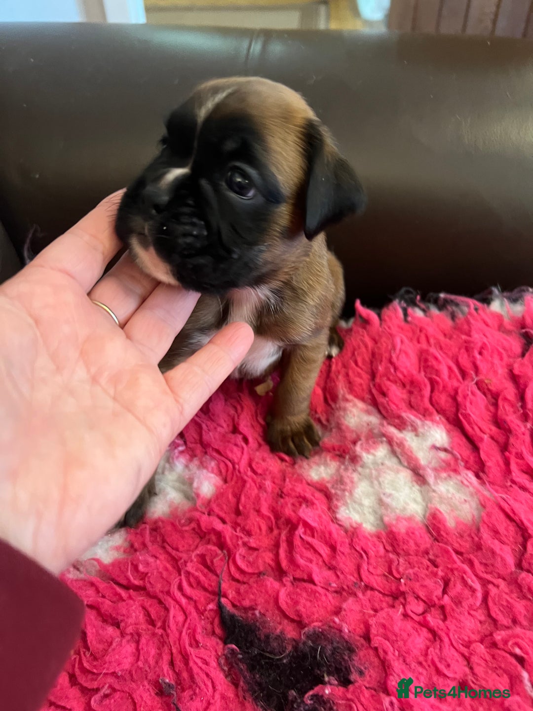 Boxer dogs for sale: Boxer puppies from Health Tested Parents  - Image 8