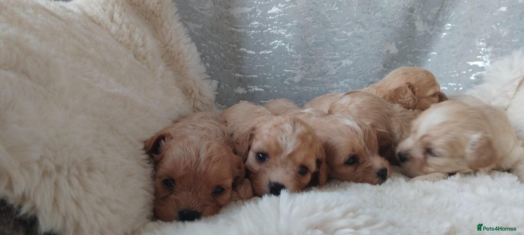 Cavapoo dogs for sale: Stunning cavapoo puppies - Image 11