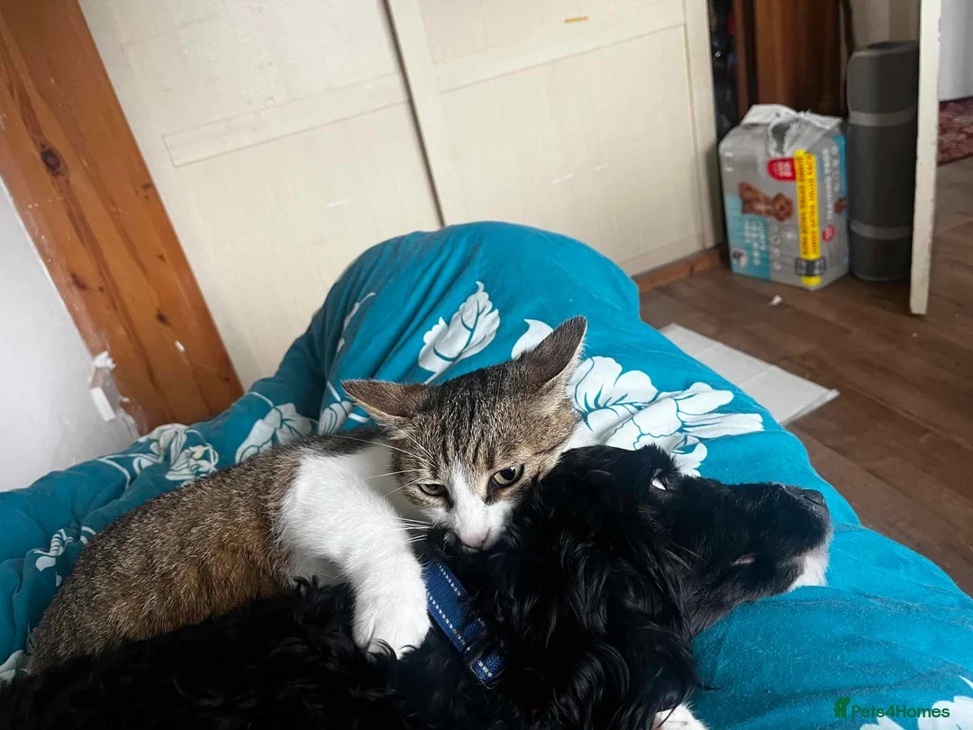 Cockapoo dogs for stud: PROVEN F1 Cockapoo for STUD in Canterbury - Advert 12