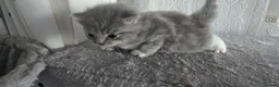 British Shorthair cats for sale: Sweet British little ones - Advert 2