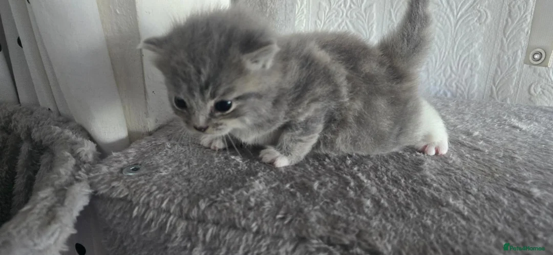 British Shorthair cats for sale: Sweet British little ones - Advert 2