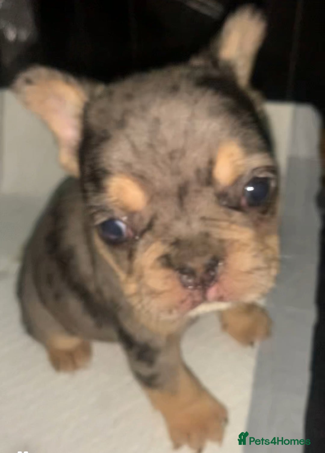 French Bulldog dogs for sale: French bulldogs reduced  ❤️  - Advert 16