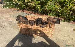 Dachshund dogs for sale: Standard Wire hair Pups available!! - Image 27