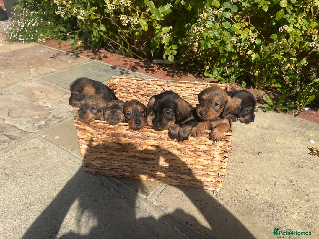 Dachshund dogs for sale: Standard Wire hair Pups available!! - Image 27