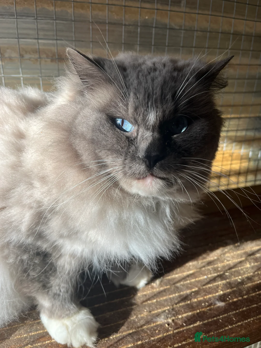 Ragdoll cats for stud: Gccf/Tica male ragdoll for stud  in Ashford - Advert 4