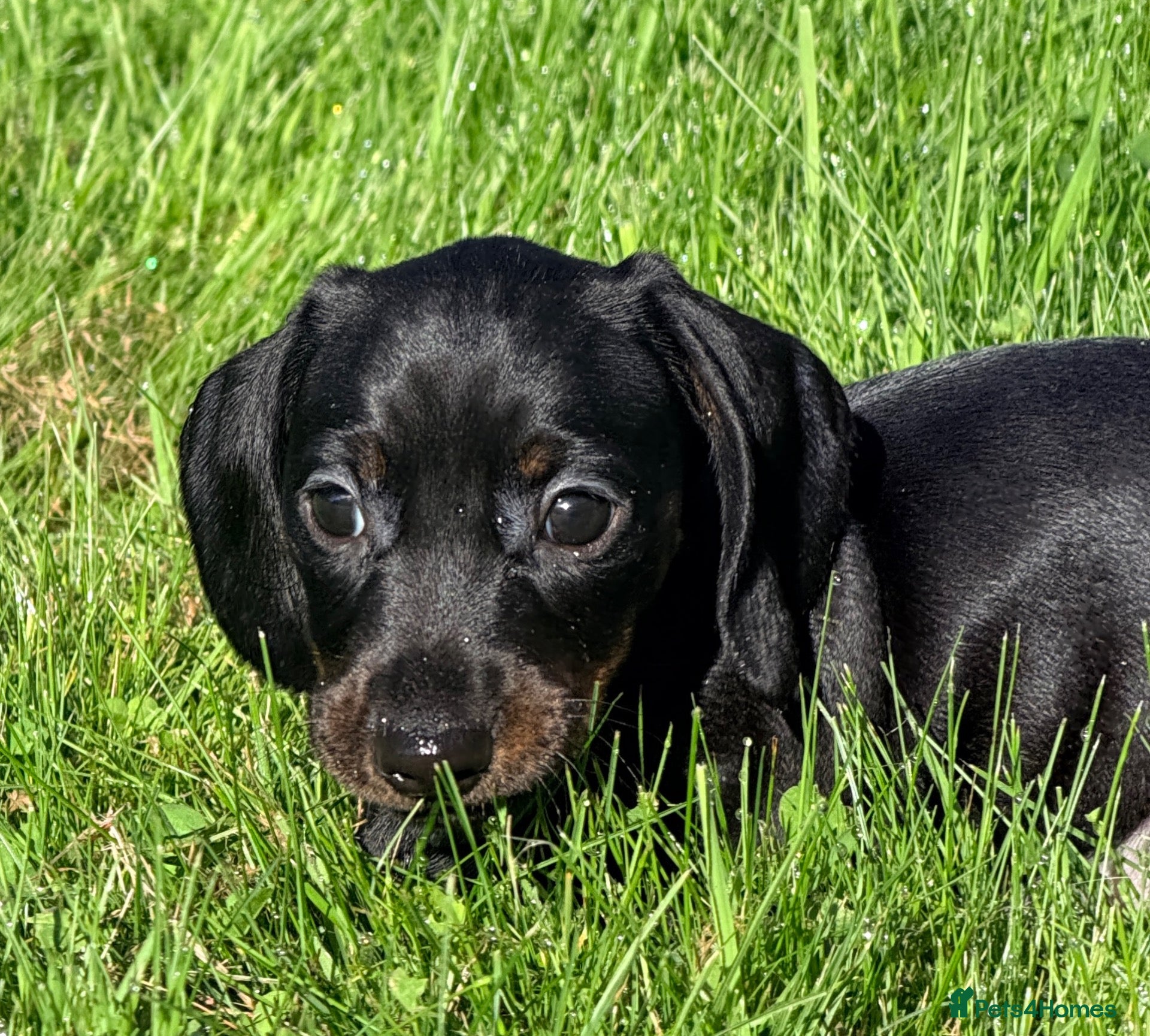Miniature Dachshund dogs KC Black & Tan Miniature Dachshund -Champion Lines - Advert 13