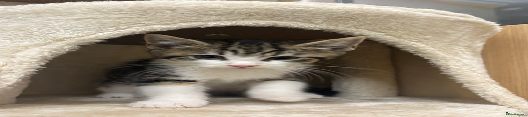 Domestic Shorthair Kitten 3