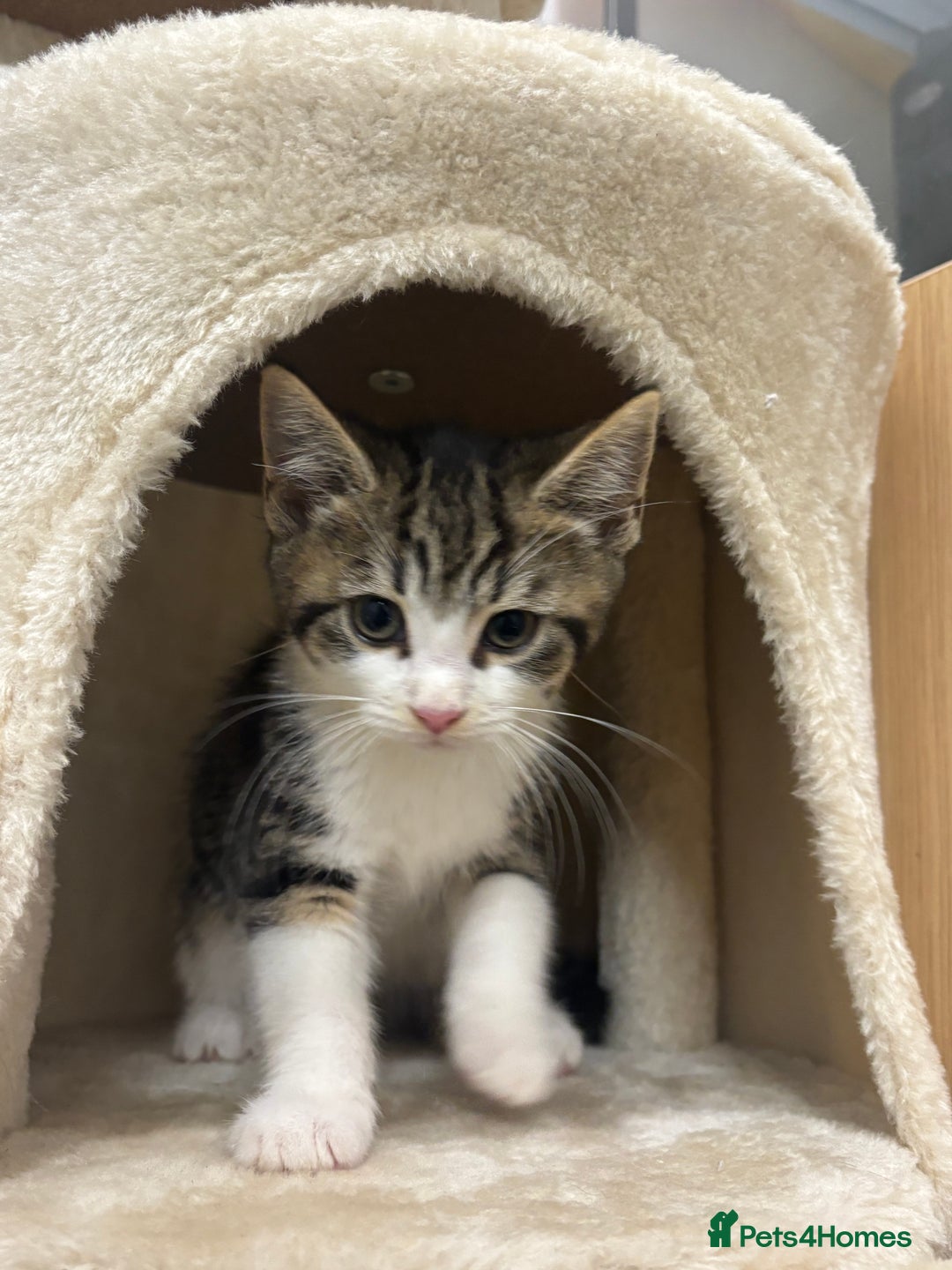 Domestic Shorthair cats for sale: 3 female kittens - Image 6