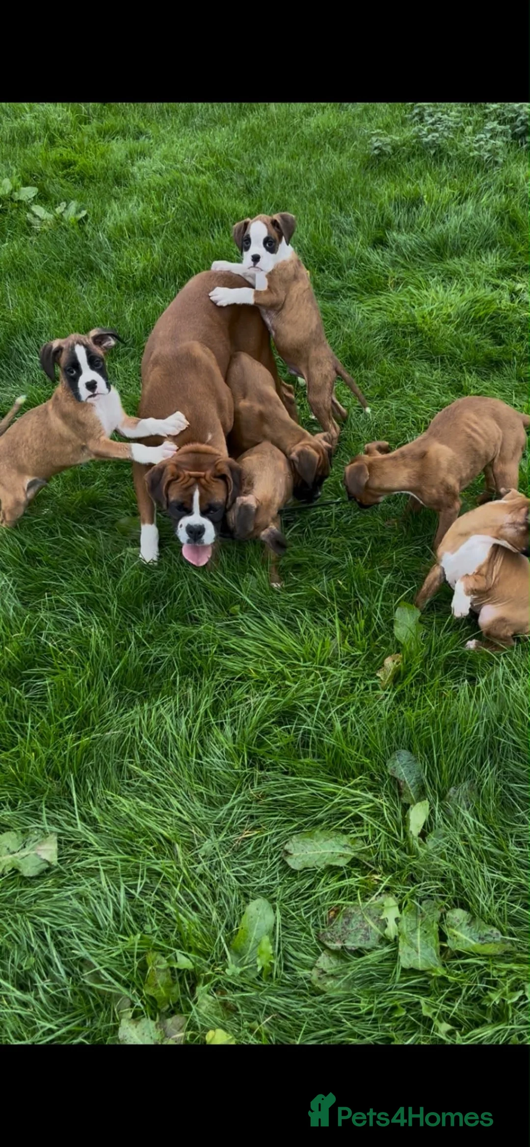 Boxer dogs for sale: Beautiful boxer puppies for sale.  in Londonderry - Advert 9