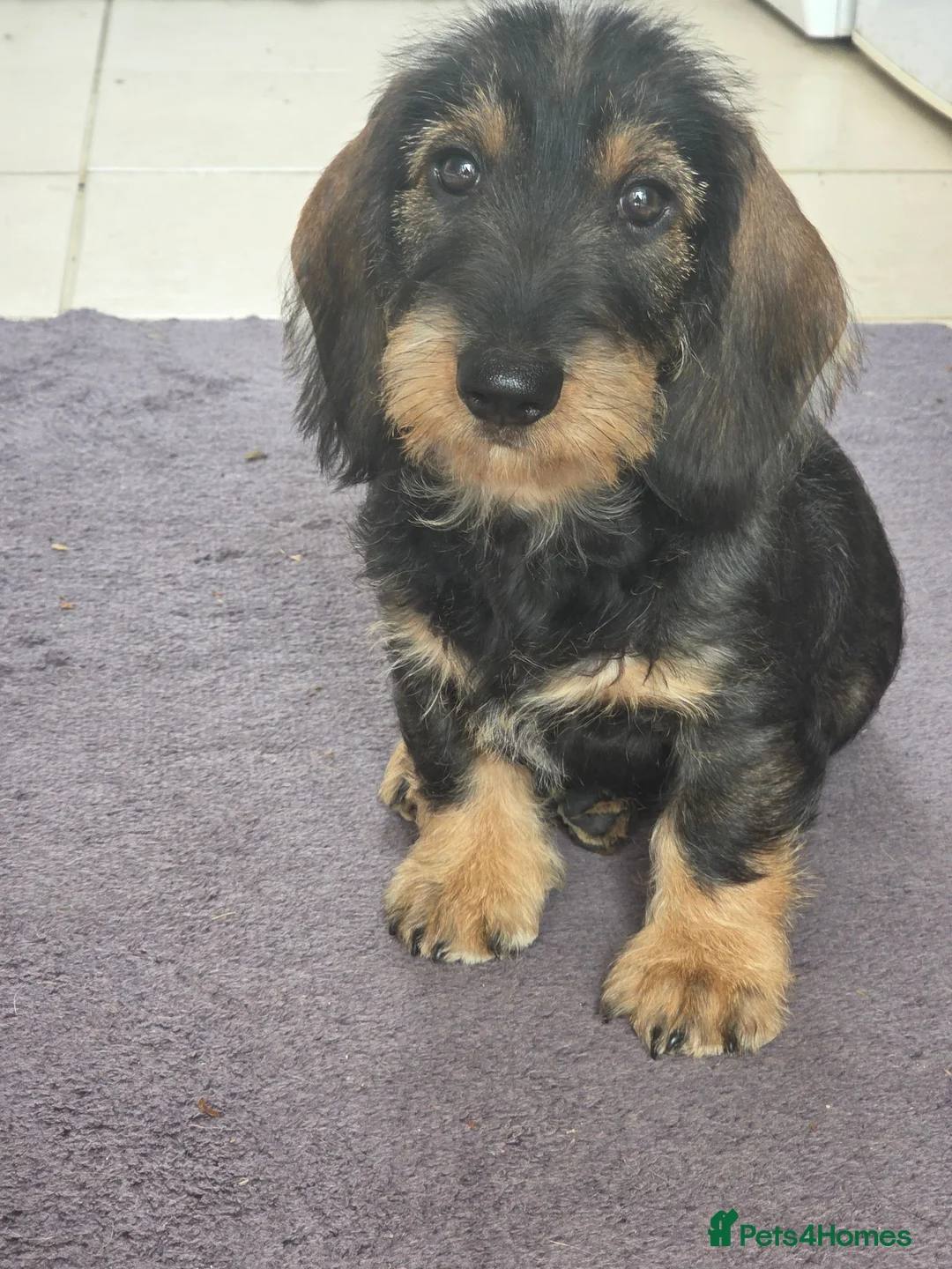 Dachshund dogs for sale: Wirehaired Dachshund puppy - Advert 2