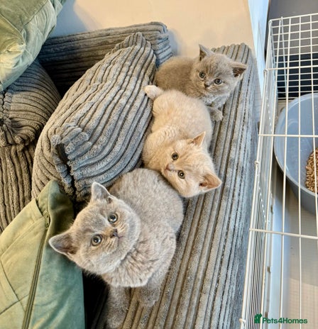 British Shorthair cats - Advert 15
