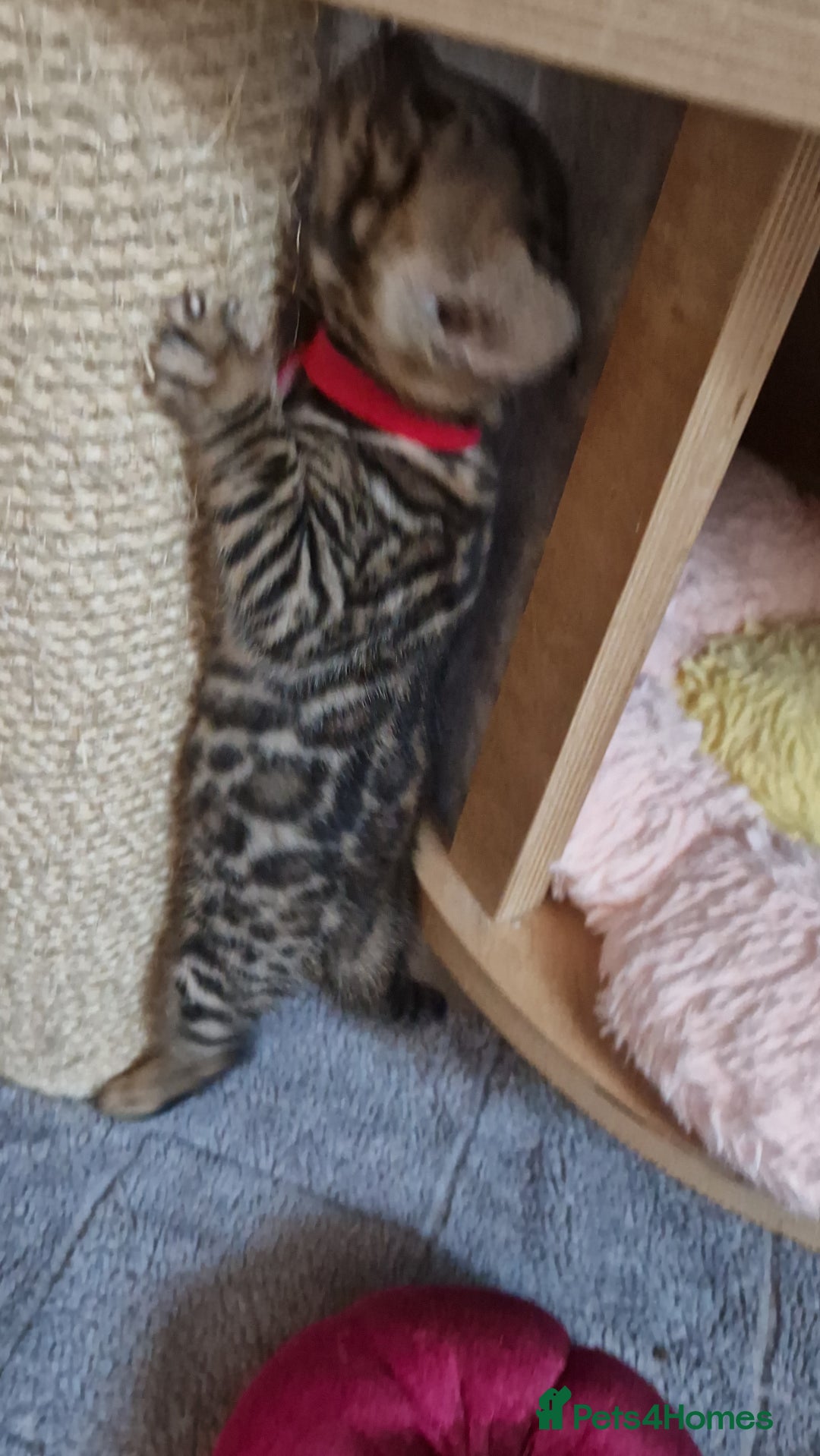 Bengal cats for sale: Pure Bengal kittens ❤️  - Image 9