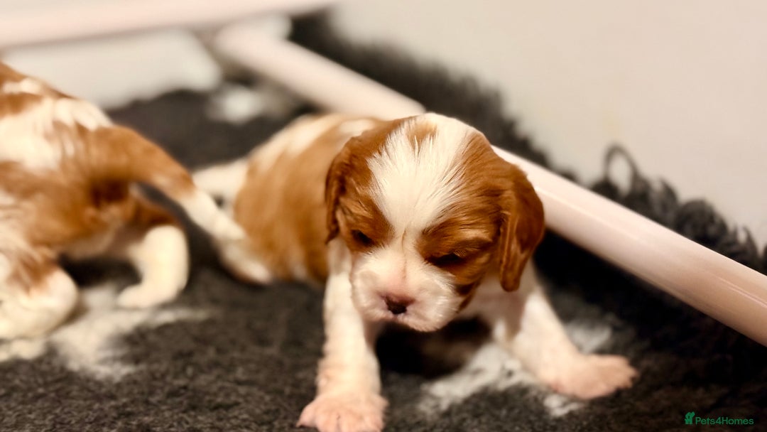 Cavalier King Charles Spaniel dogs for sale: 2 Female King Charles Cavaliers   - Advert 6