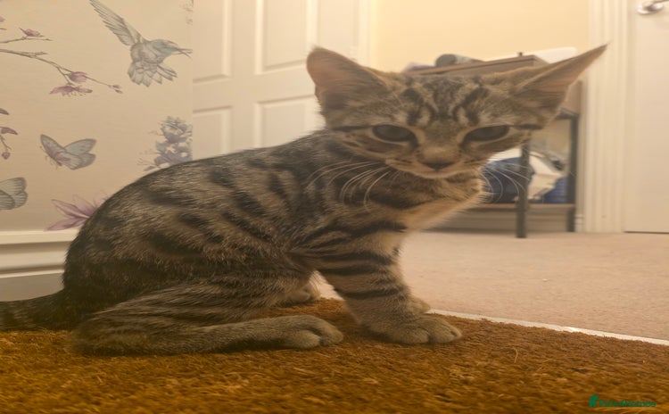 Mixed Breed cats for sale - Advert 1