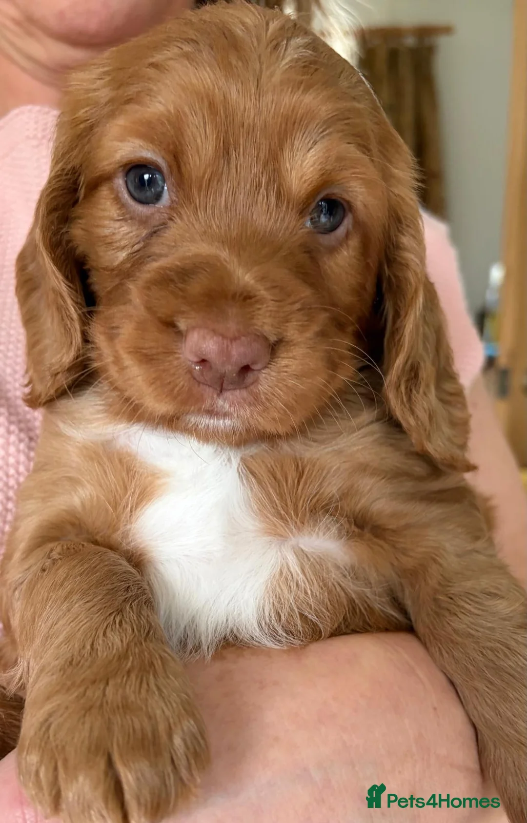Cocker Spaniel dogs for sale: Adorable healthy Cocker Spaniel puppies - Advert 24