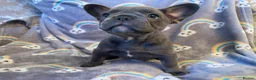 French Bulldog dogs for sale: Beautiful French Bulldog Puppies Fluffy Carriers - Advert 18