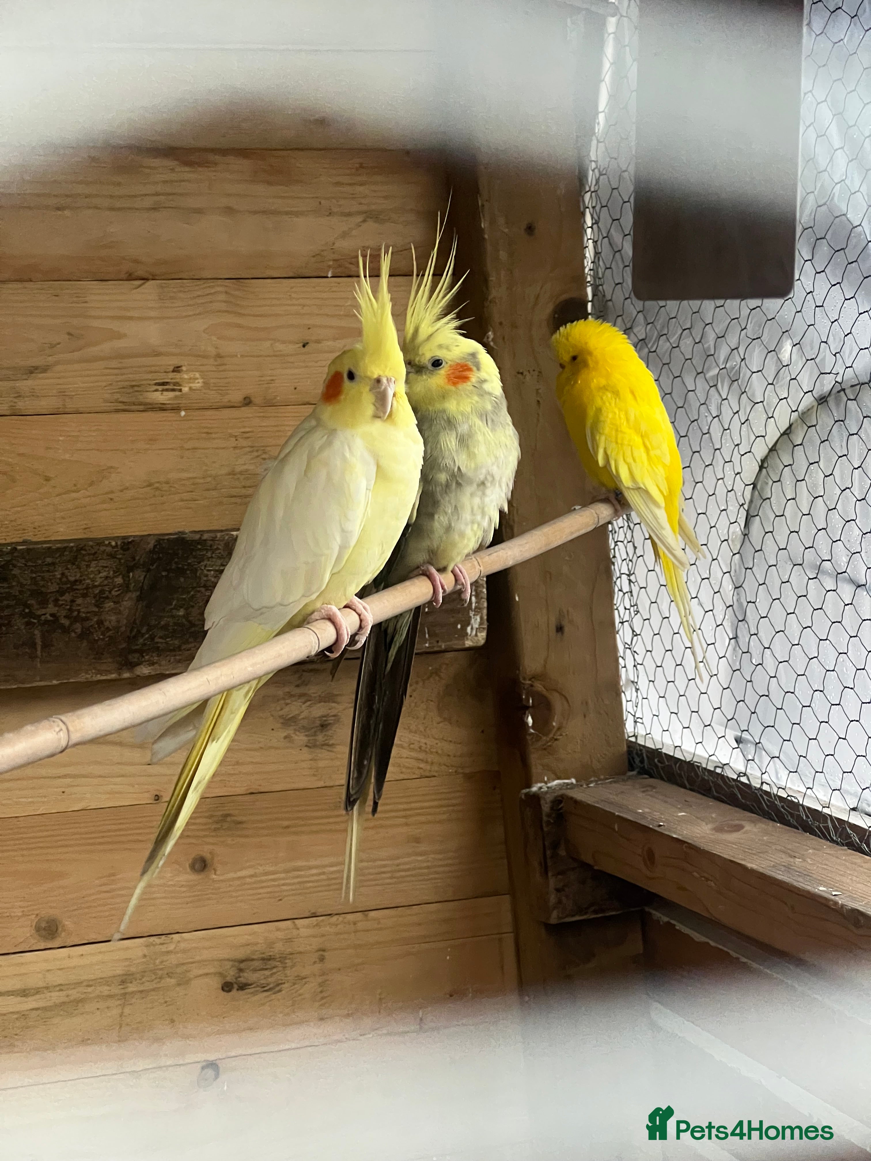 Cockatiels birds 2x Cocaktiels and Lutino Budgie with cage - Advert 1