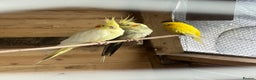 Cockatiels birds for sale: 2x Cocaktiels and Lutino Budgie with cage - Advert 1