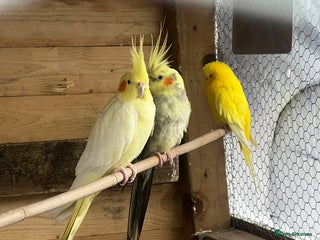 Cockatiels birds 2x Cocaktiels and Lutino Budgie with cage - Advert 1