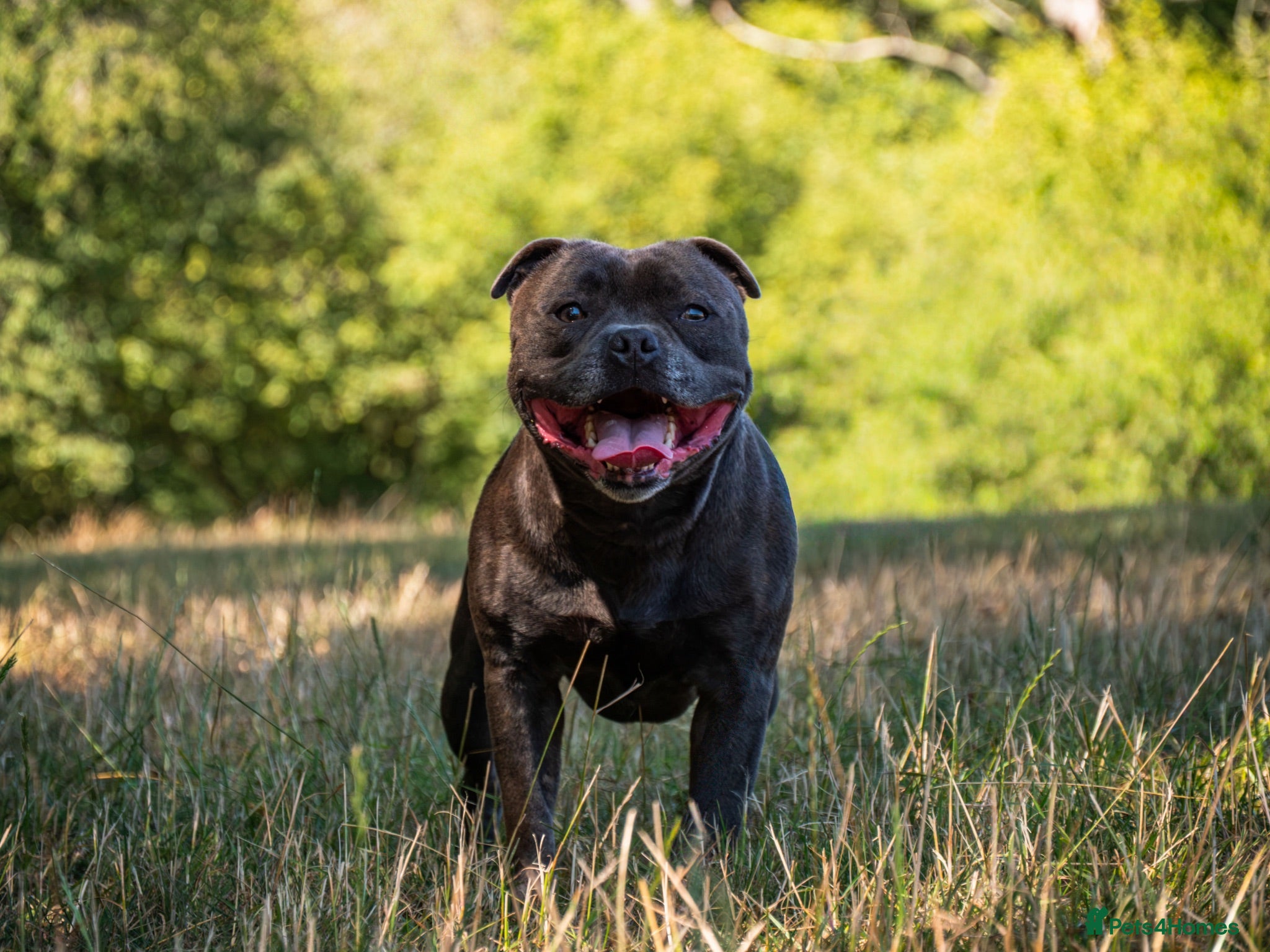 Staffordshire Bull Terrier dogs BEAUTBULLS BLUE KC REGISTERED STUD - Advert 1