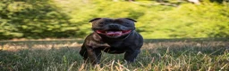 Staffordshire Bull Terrier dogs for stud: BEAUTBULLS BLUE KC REGISTERED STUD - Advert 1