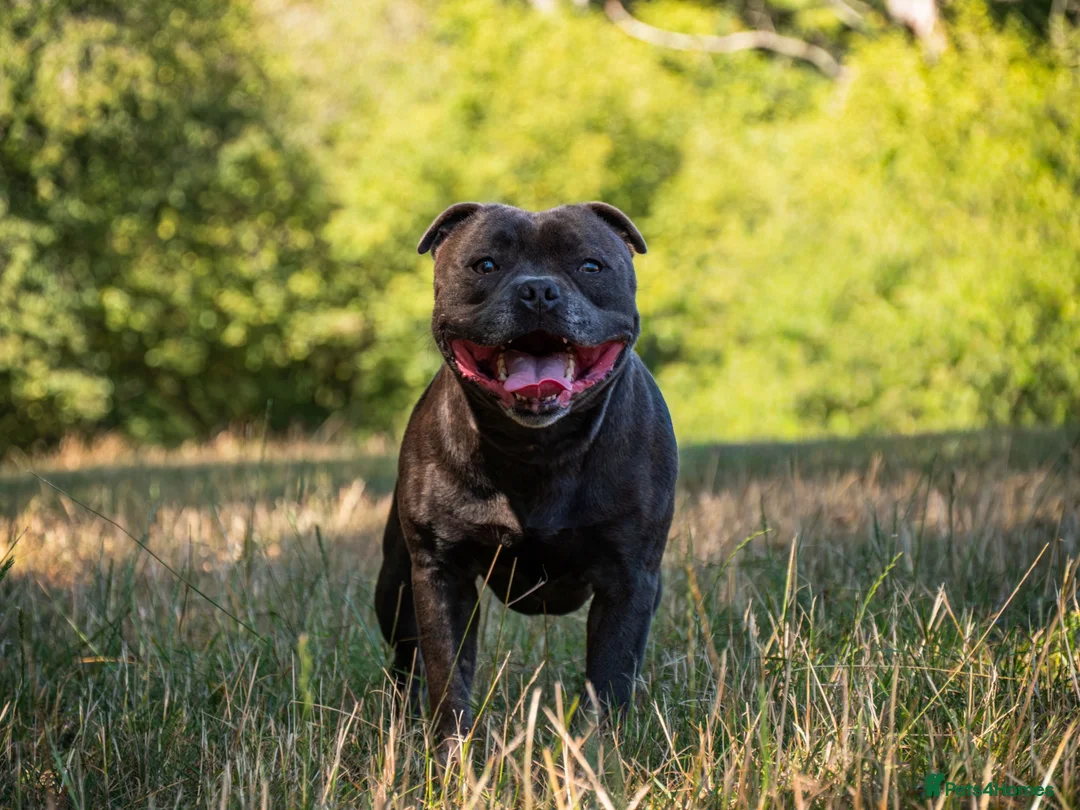 Staffordshire Bull Terrier dogs for stud: BEAUTBULLS BLUE KC REGISTERED STUD - Advert 1