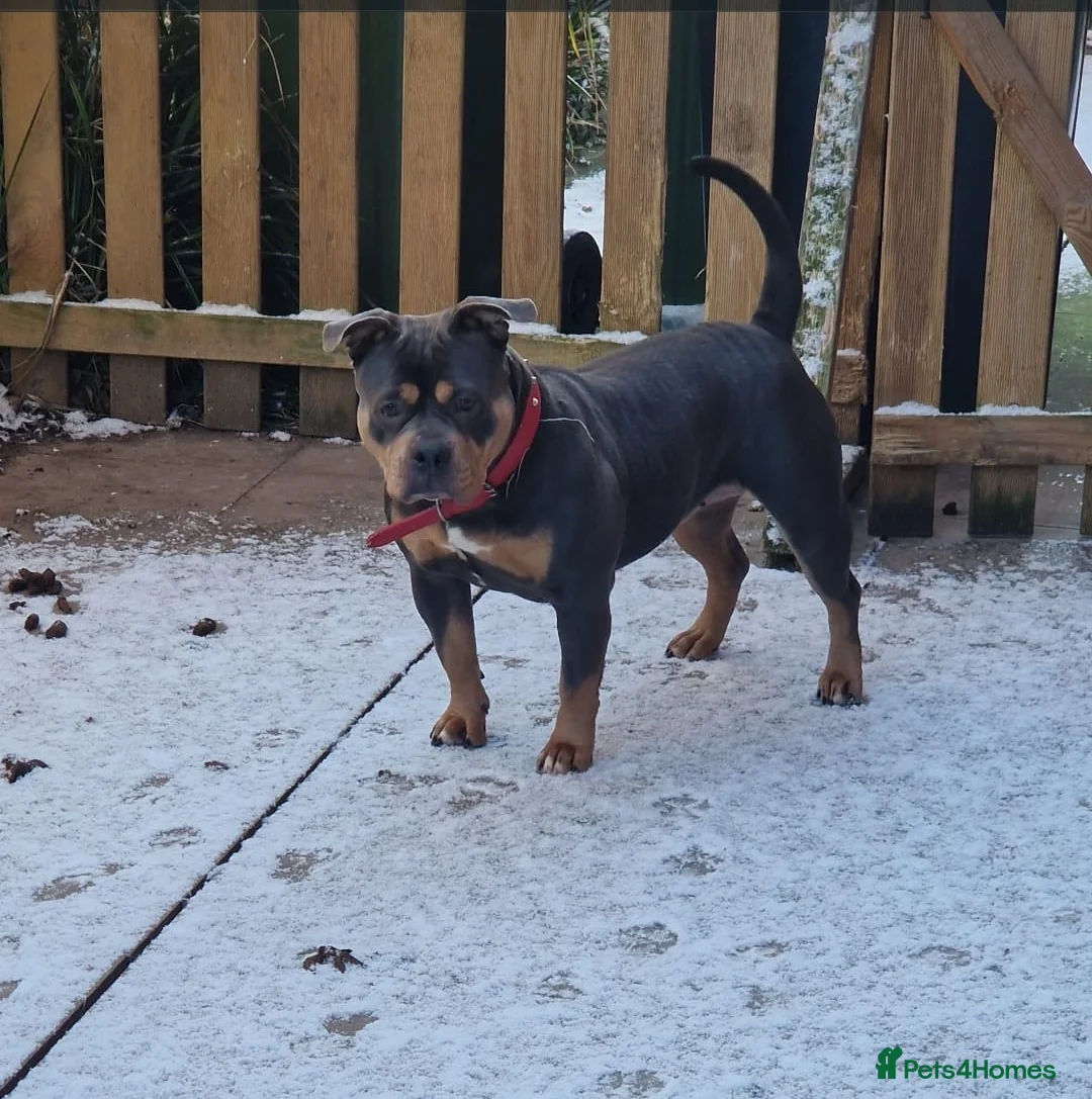 American Bulldog dogs for sale: 8 month pocket bully's  - Advert 5